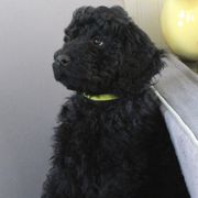Adidas - Black Barbet puppy in New Bedford, Massachusetts from Barbie's Barbets