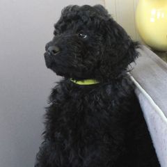 Adidas - Black Barbet puppy in New Bedford, Massachusetts from Barbie's Barbets