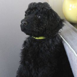 Adidas - Black Barbet puppy in New Bedford, Massachusetts from Barbie's Barbets