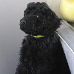 Adidas - Black Barbet puppy in New Bedford, Massachusetts from Barbie's Barbets