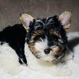Remi  2500 AKC - Black tan and white male Biewer Terrier puppy in Douglas, Georgia from Heartland small breeds