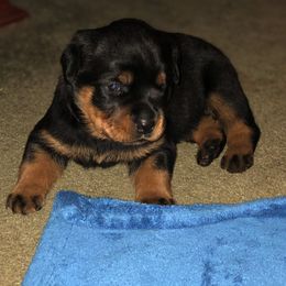 Rottweiler Puppies from Lakeside NY Rottweiler's