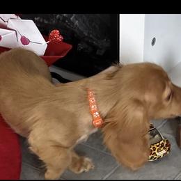 Red longhair boy2 - Red male Dachshund puppy in Jackson, Mississippi from Doxies Galore