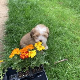Bernedoodle Puppies from Mini Bernedoodle Babies- Indiana