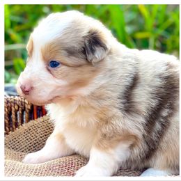 Australian Shepherd Puppies from Soggy Bottom Farms
