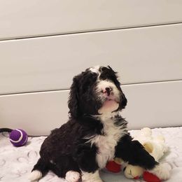 Bernedoodle Puppies from BellaDoodles