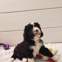 Bernedoodle Puppies from BellaDoodles