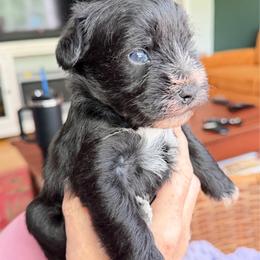 Cabernet Black with little white some blue in eyes - Black male Miniature Schnauzer puppy in Temple, Texas from Schnauzers Of Taylor