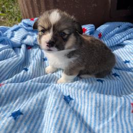 Glory - Red female Pembroke Welsh Corgi puppy in Bloomfield, Iowa from Beebe’s Corgis & Doxies