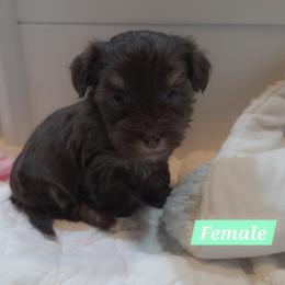 Girl - Chocolate female Havanese puppy in Medina, Ohio from Momma's Minis