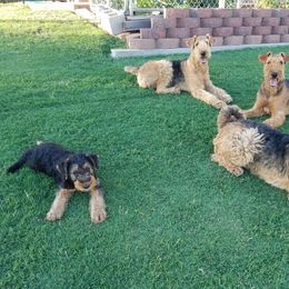 Airedale Terrier puppies from Avalon Airedales