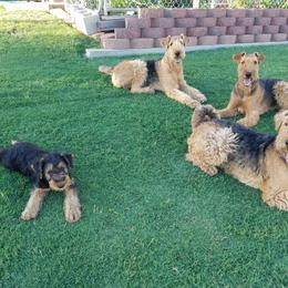 Airedale Terrier puppies from Avalon Airedales