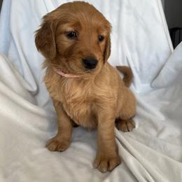 Golden Retriever Puppies from Thoroughmark Retrievers