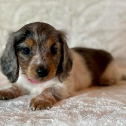 Daisy - Black and tan female Dachshund puppy in Lincoln, Arkansas from Red Dirt Dachshunds