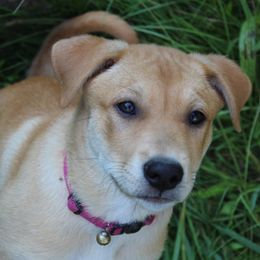 Carolina Dog Puppies from Williams Sweet Carolina