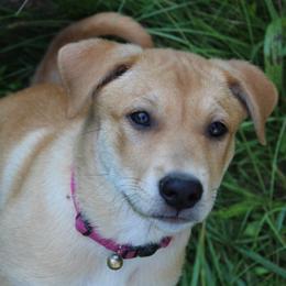 Carolina Dog Puppies from Williams Sweet Carolina