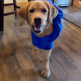 Golden Retriever and Labrador Retriever All Grown Up from Mulberry Retrievers