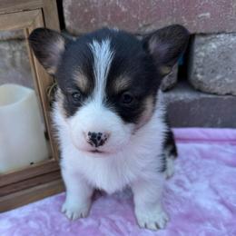 Atlas - Black and tan female Pembroke Welsh Corgi puppy in Scottown, Ohio from Wyndy Ridge Corgis