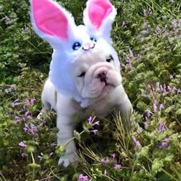 Bulldog and Collie Puppies from Lakewinds Collies & Bulldogs