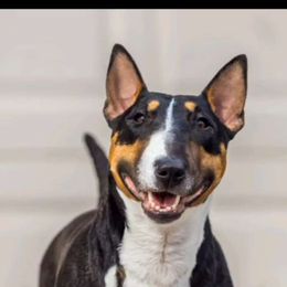 Freddie - Miniature Bull Terrier
