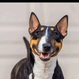 Freddie - Miniature Bull Terrier