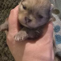 Cho merle - Chocolate merle male Pomeranian puppy in Bloomingdale, New Jersey from Bella Luna Pomeranians