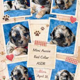 Red collar - Blue merle male Miniature Australian Shepherd puppy in 32046, Florida from River Hill Ranch