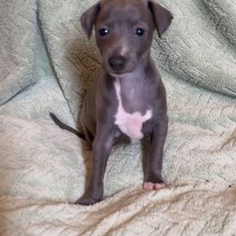 Chiara - Blue female Italian Greyhound puppy in Plains, Georgia from Amayz Italian Greyhounds