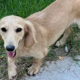 Jade - Dachshund