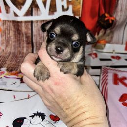 Jingle - Black and tan male Chihuahua puppy in Palmyra, Indiana from Country Star Chihuahuas