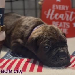 Miracle City Purple - Black brindle female Cane Corso puppy in Conroe, Texas from Miracle City