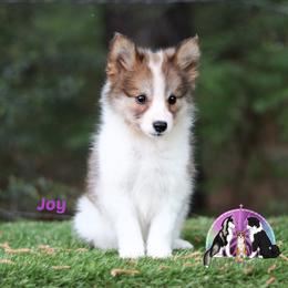 Joy - female Nenets Herding Laika puppy in Manns Choice, Pennsylvania from Mystic Winds