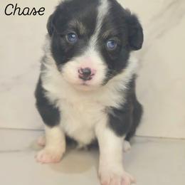 Chase - Black tri male Toy Australian Shepherd puppy in Bethany, Oklahoma from Donna's Toy & Mini Aussies
