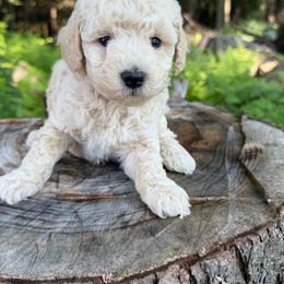 Bell - Cream female Goldendoodle puppy in Cherry Tree, Pennsylvania from Plum Creek Acres Next Generation
