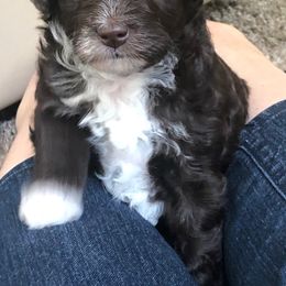 Aussiedoodle Puppies from Little Wonders Aussiedoodles
