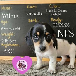 Daisy - Piebald female Dachshund puppy in Hoquiam, Washington from Heyd's Mini Dachshunds