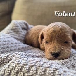 Valentine - Red female Cavapoo puppy in Blackfoot, Idaho from Draper Mountain Doodles