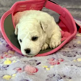 Precious gray color - White and buff female Bichon Frise puppy in Lavon, Texas from Sissy’s Heavenly Paws
