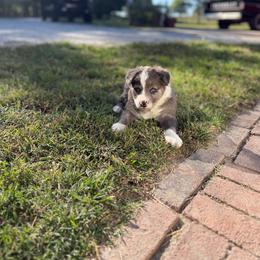 Sapphire - Blue merle female Border Collie puppy in Centerton, Arkansas from Chappell Breeding