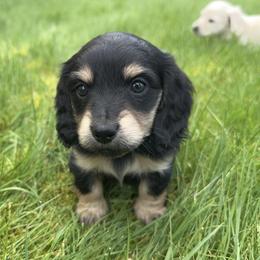 4th Born Black and Cream - Black and cream female Dachshund puppy in Rochester, Washington from Curtiss Dachshunds