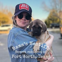Neil Down - Fawn male Mastiff puppy in Carthage, Missouri from Mama’s Mastiffs