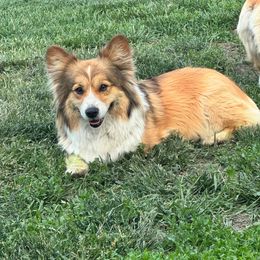 Luna - Pembroke Welsh Corgi