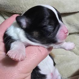 Sebastion - Black and white male Chihuahua puppy in Amity, Pennsylvania from Baxters Chihuahuas