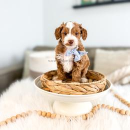 Archie - Red  male Goldendoodle puppy in Cedar City, Utah from Cedar Doodles- Home of the Teddybear Goldendoodle