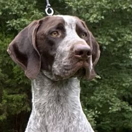 German Shorthaired Pointers from QuietStorm German Shorthaired Pointers Reg.