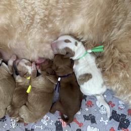 Boy Red - Apricot male Australian Labradoodle puppy in Morgan Hill, California from Loving Labradoodles