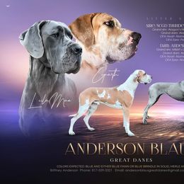 Great Dane puppies from Anderson Blau’s Great Danes & French Bulldogs