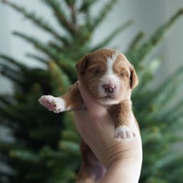 Meadow - Red  female Goldendoodle puppy in Vancouver, Washington from Blissful Doodles