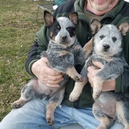 Australian Cattle Dog Puppies from Buffalo Valley AKC Australian Cattle Dogs