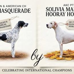 Pointer puppies from Wild West English Pointers